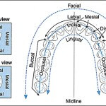 Tooth Surfaces Chart