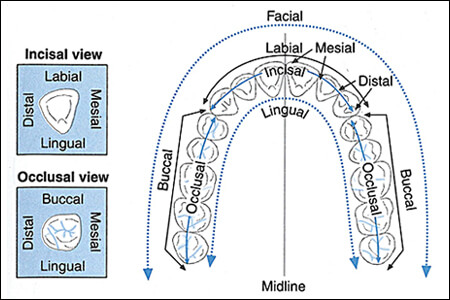 Tooth Surfaces Chart