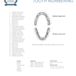 Tooth Numbers Chart