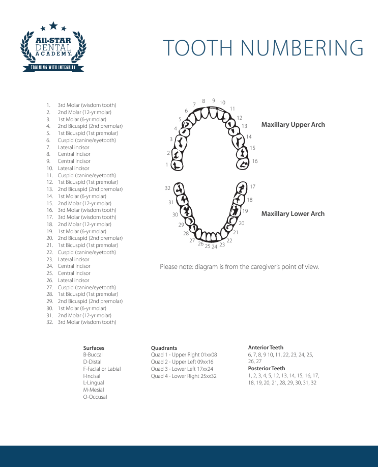 Tooth Numbers Chart